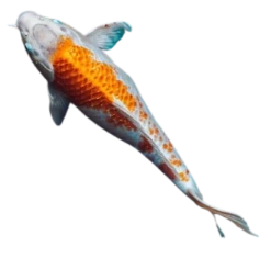 fish1