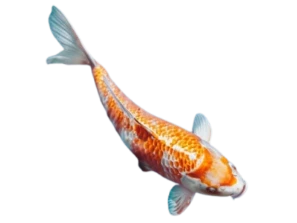 fish2